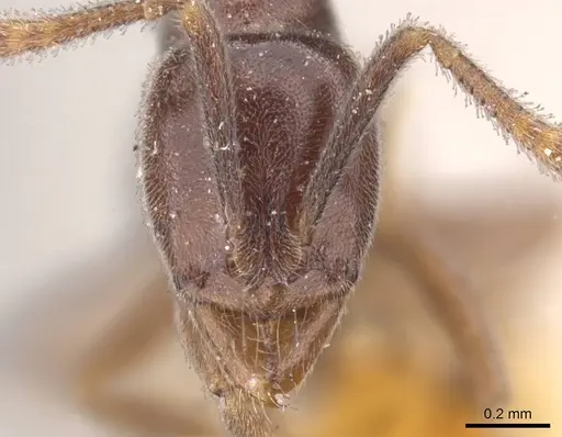 Hypoponera trigona - CASENT0902571