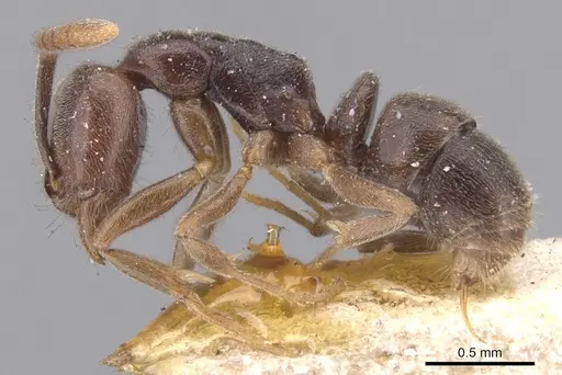 Hypoponera trigona - CASENT0902571