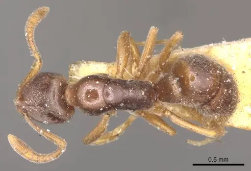 Hypoponera trigona - CASENT0915871