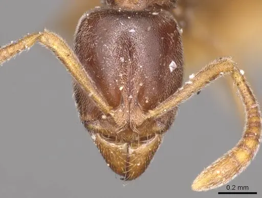 Hypoponera trigona - CASENT0915871