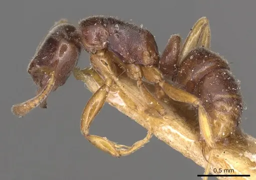 Hypoponera trigona - CASENT0915871