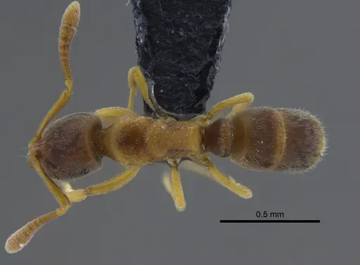 Hypoponera trigona - CBUMAGENT41732