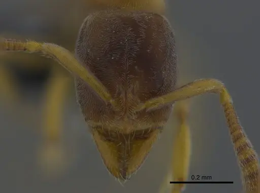 Hypoponera trigona - CBUMAGENT41732