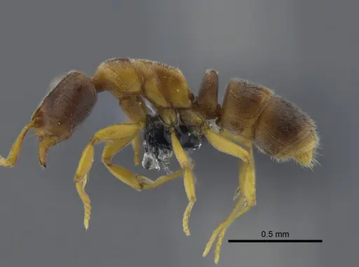 Hypoponera trigona - CBUMAGENT41732