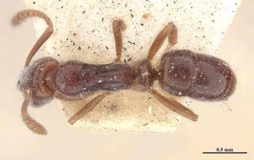 Hypoponera trigona - MHNGENTO00094347