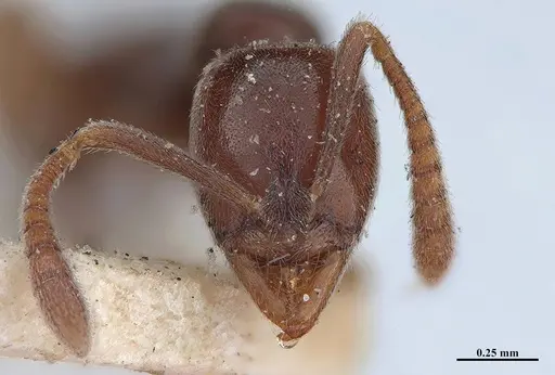 Hypoponera trigona - MHNGENTO00094347