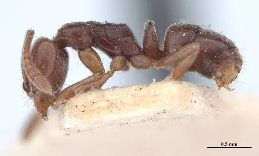 Hypoponera trigona - MHNGENTO00094347