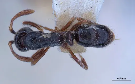 Hypoponera trigona - MHNGENTO00094348