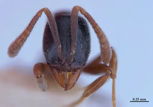 Hypoponera trigona - MHNGENTO00094348