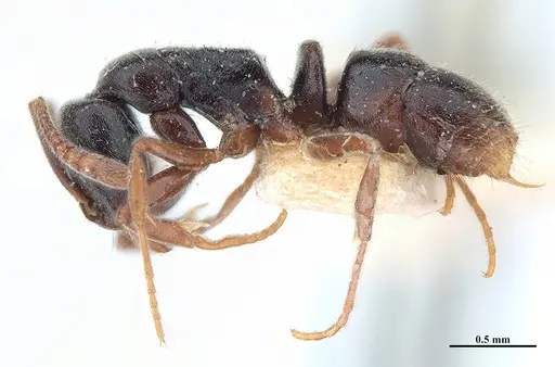 Hypoponera trigona - MHNGENTO00094348