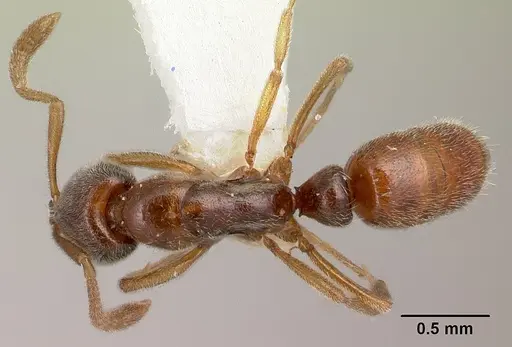 Hypoponera tristis specimen