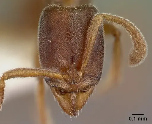 Hypoponera tristis specimen