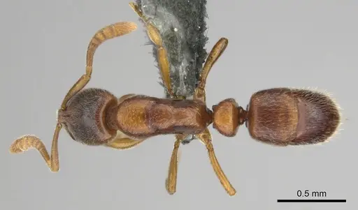 Hypoponera tristis - CASENT0254310