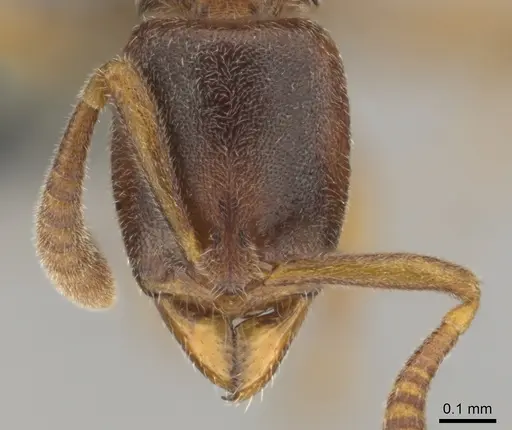 Hypoponera tristis - CASENT0254310