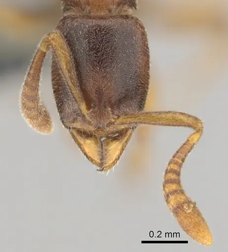 Hypoponera tristis - CASENT0254310