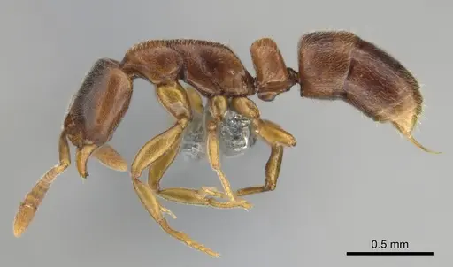 Hypoponera tristis - CASENT0254310