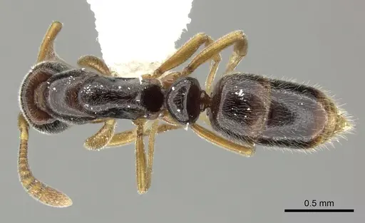 Hypoponera tristis - CASENT0270533