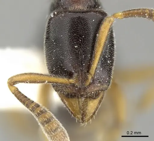 Hypoponera tristis - CASENT0270533