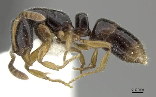 Hypoponera tristis - CASENT0270533