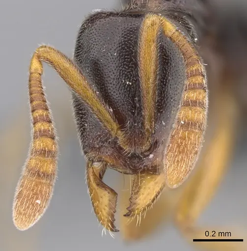 Hypoponera tristis - CASENT0351412
