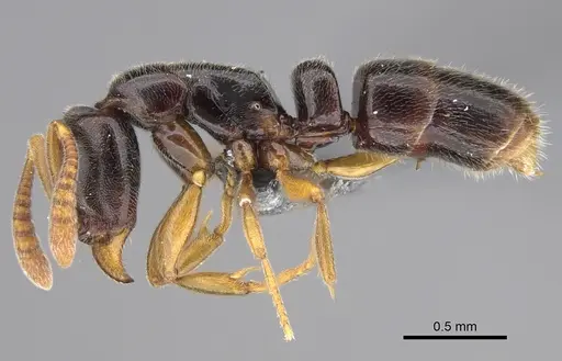 Hypoponera tristis - CASENT0351412
