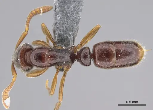 Hypoponera tristis - CASENT0351510