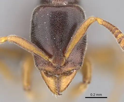 Hypoponera tristis - CASENT0351510