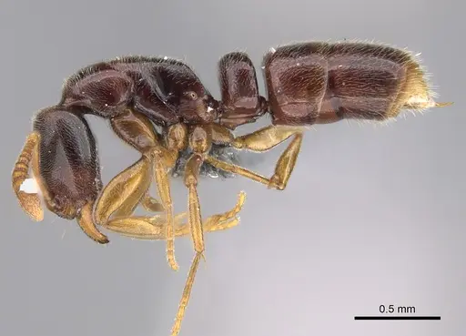 Hypoponera tristis - CASENT0351510