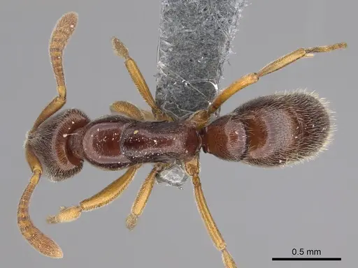 Hypoponera tristis - CASENT0356437