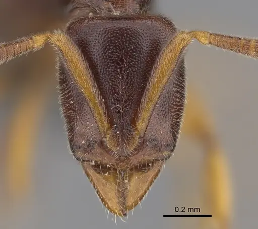 Hypoponera tristis - CASENT0356437