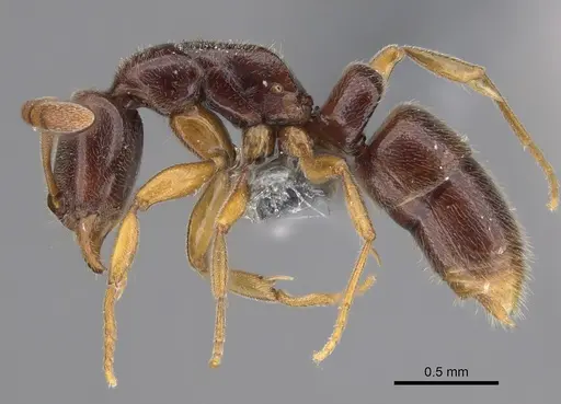 Hypoponera tristis - CASENT0356437