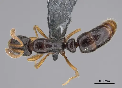 Hypoponera tristis - CASENT0361652
