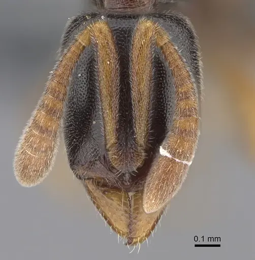 Hypoponera tristis - CASENT0361652