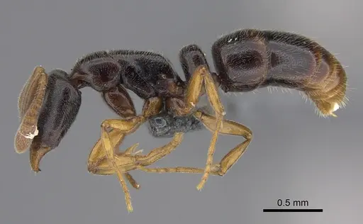 Hypoponera tristis - CASENT0361652