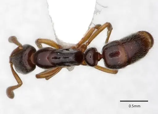 Hypoponera tristis - CASENT0882089