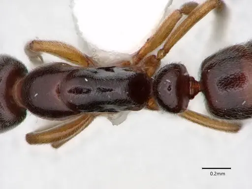 Hypoponera tristis - CASENT0882089