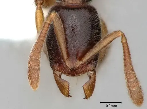 Hypoponera tristis - CASENT0882089