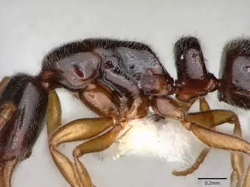 Hypoponera tristis - CASENT0882089