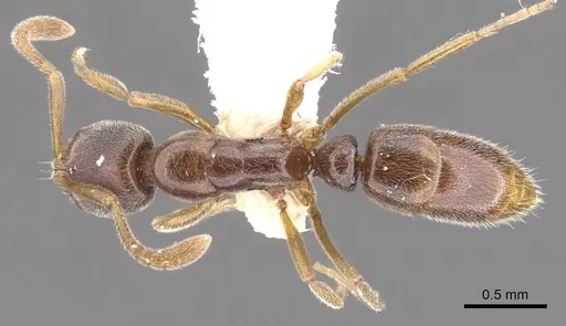 Hypoponera tristis - CASENT0902556