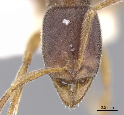 Hypoponera tristis - CASENT0902556