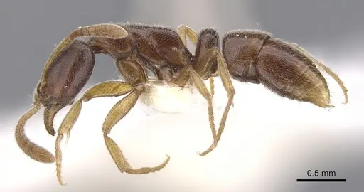 Hypoponera tristis - CASENT0902556