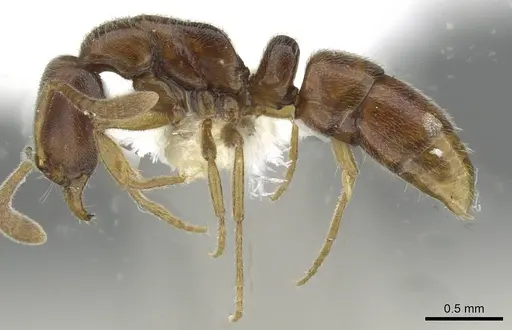 Hypoponera tristis - CASENT0911179