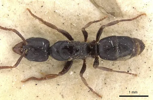 Hypoponera truncata specimen