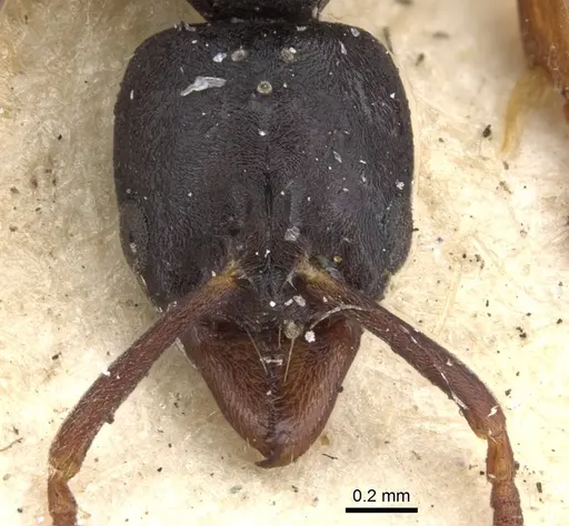 Hypoponera truncata specimen