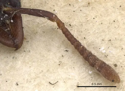 Hypoponera truncata specimen