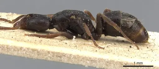 Hypoponera truncata - CASENT0901360