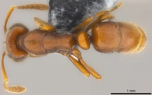 Hypoponera turaga specimen