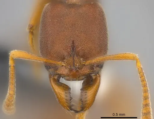 Hypoponera turaga specimen