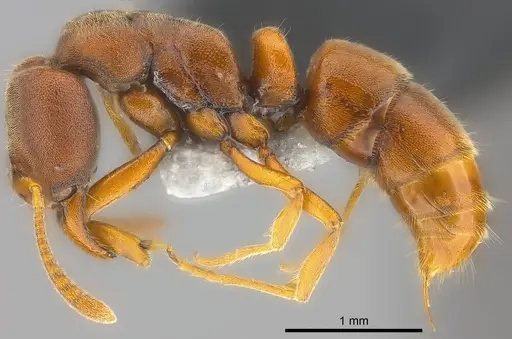 Hypoponera turaga specimen