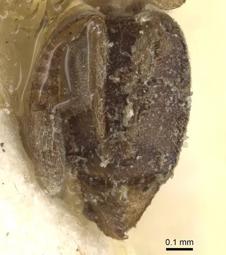 Hypoponera ursa specimen